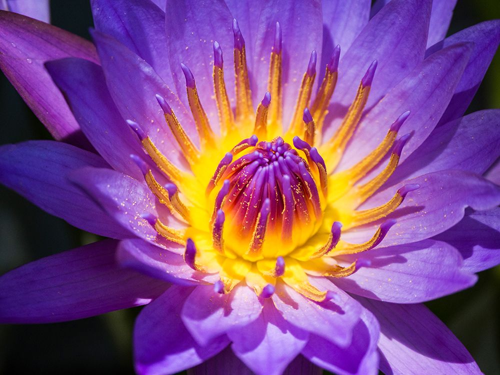 China-Hong Kong Closeup of a purple dahlia at a flower market